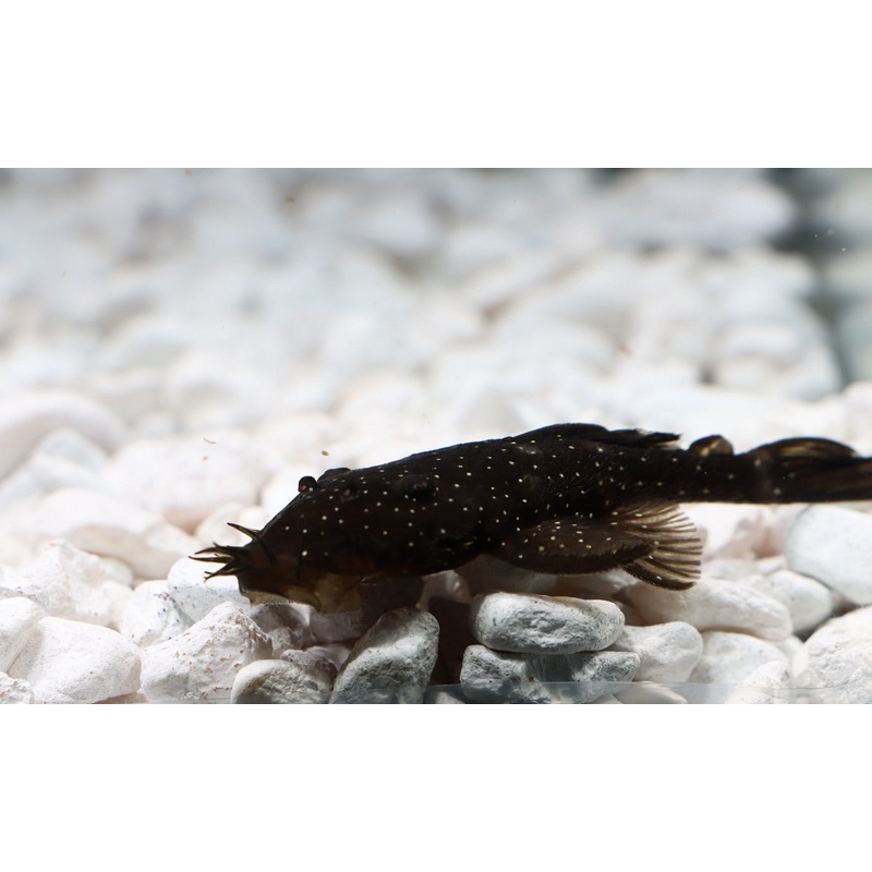 Spotted Medusa Plecostomus L 255