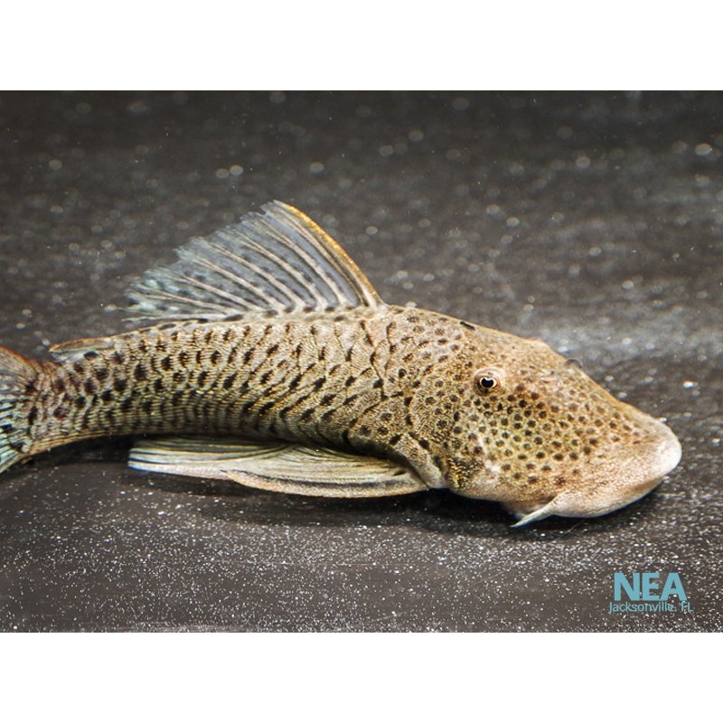 Spotted Rubber Lip L445 Plecostomus