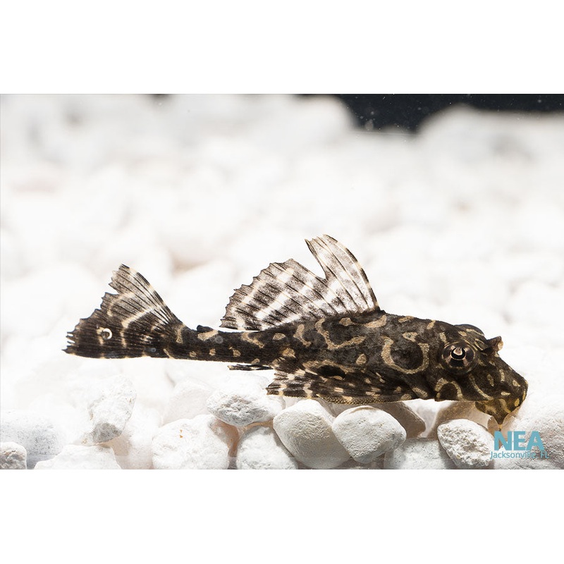 Spotted Sailfin Plecostomus