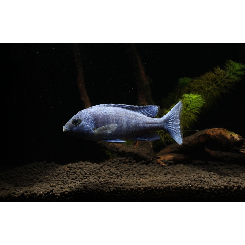 Star Sapphire Cichlid