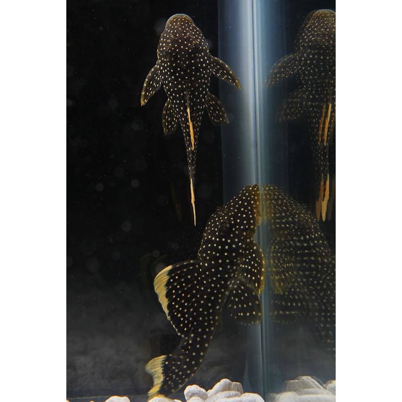 Stardust Gold Nugget Plecostomus L081