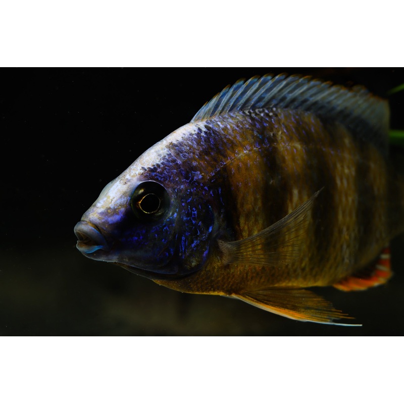 Stevensi Taiwan Cichlid  Male Large