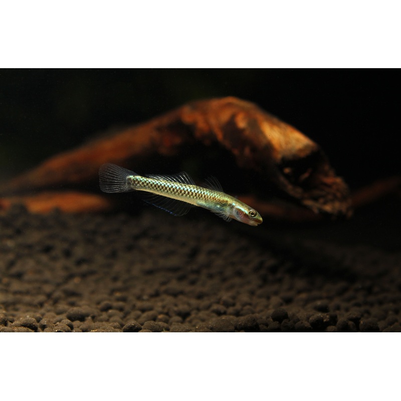 Stiphodon atropurpureus "Blue Neon Goby"
