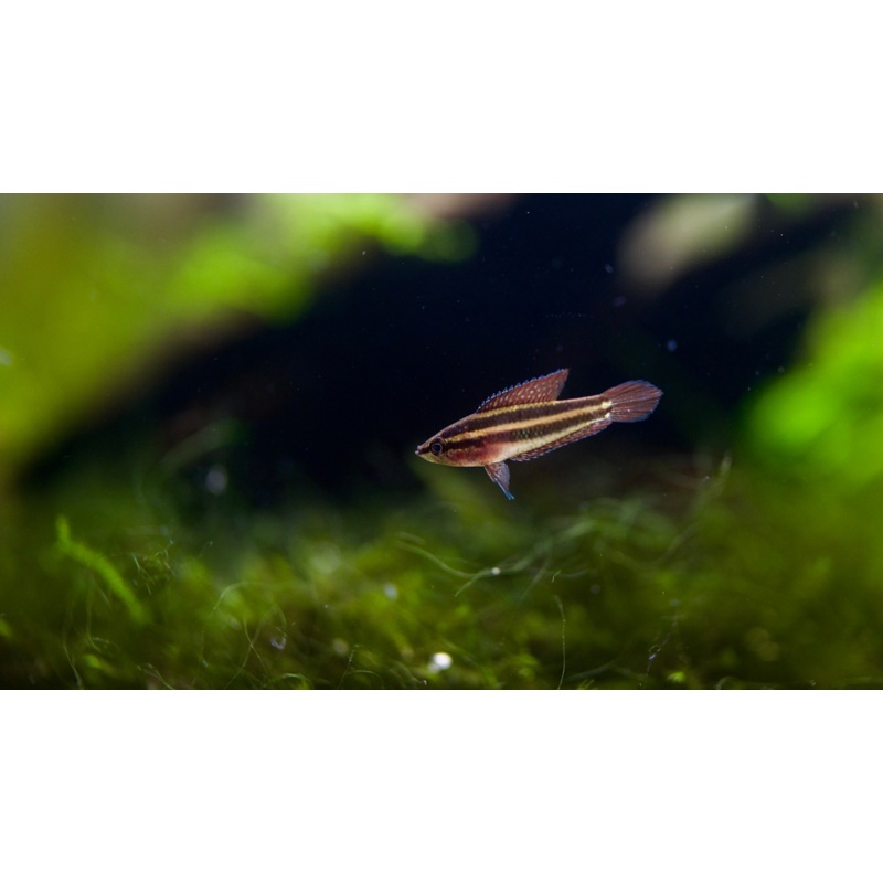 Strawberry Licorice Gourami