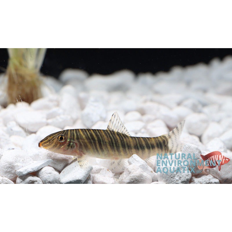 Striata Botia