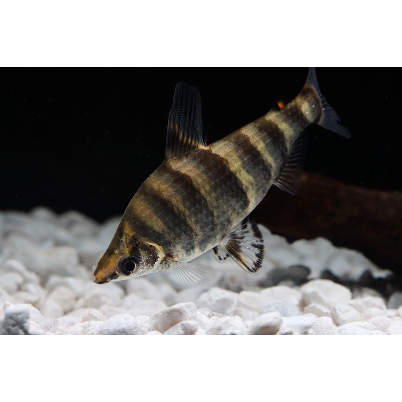 Striped Headstander