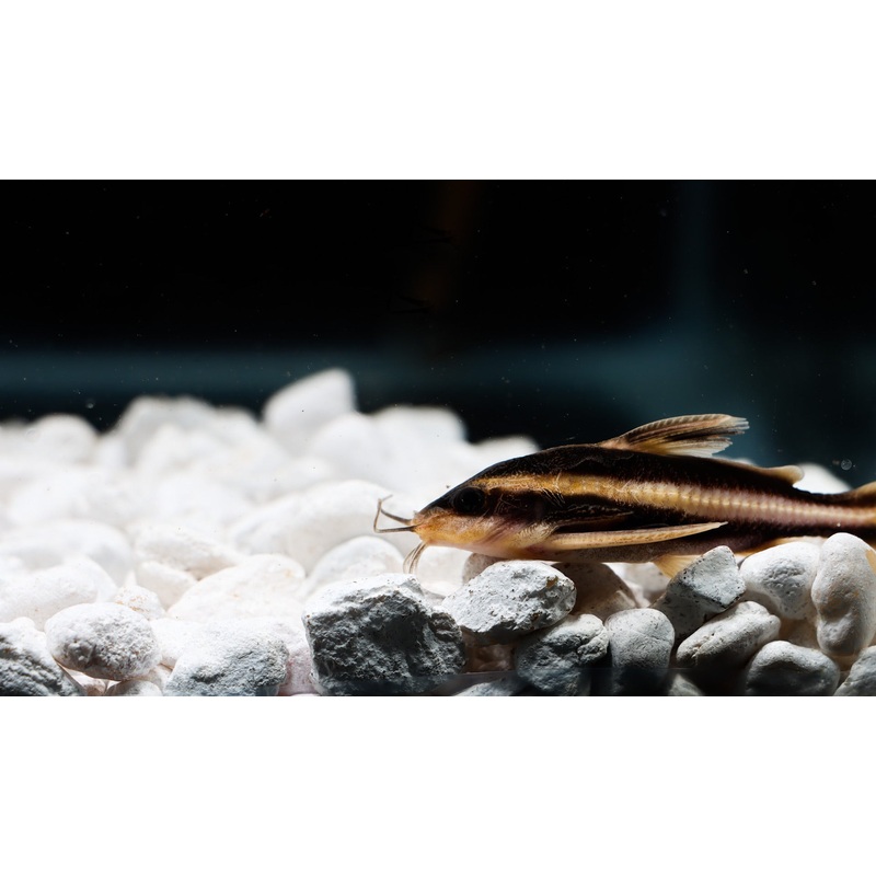 Striped Raphael Catfish