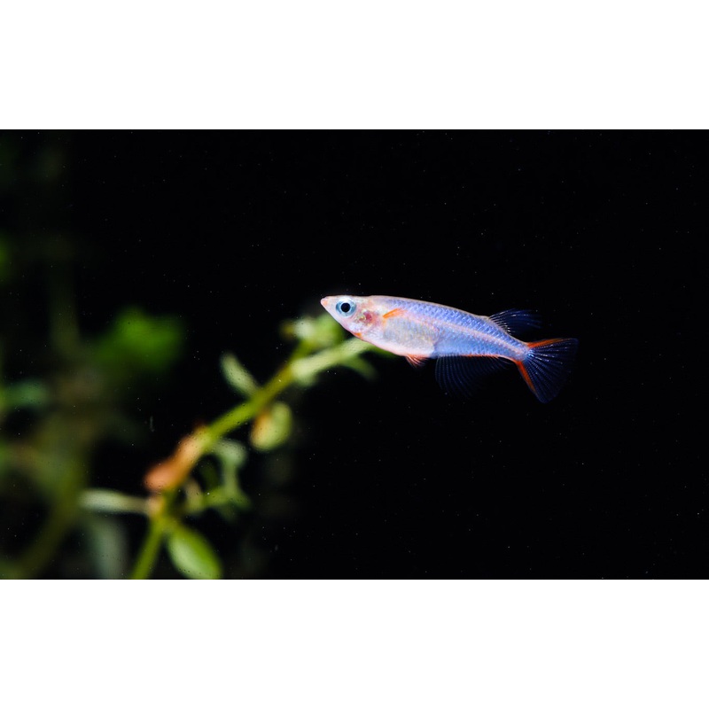 Sulawesi Cardinal Lampeye
