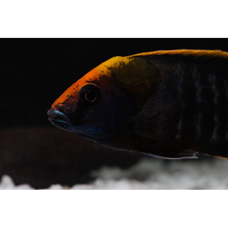 Sulfurhead Peacock Male Large Cichlid