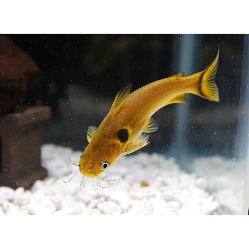 Sun Catfish
