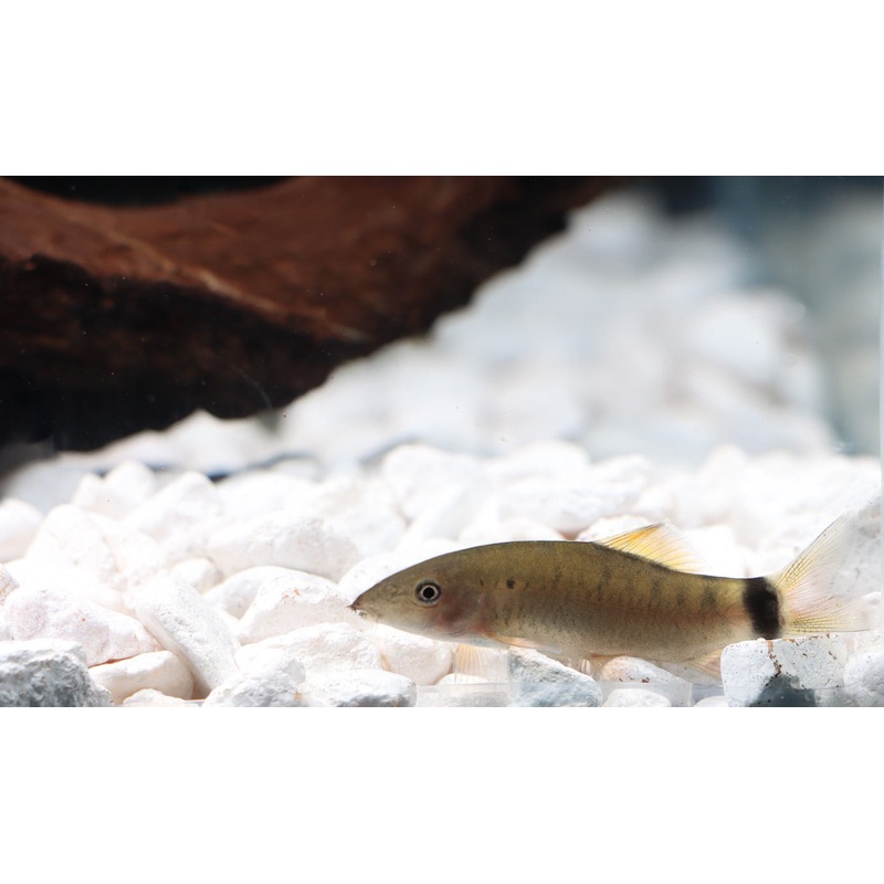 Sun Loach