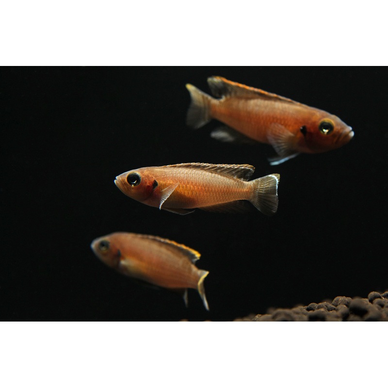 Sun Spot Brevis Cichlid