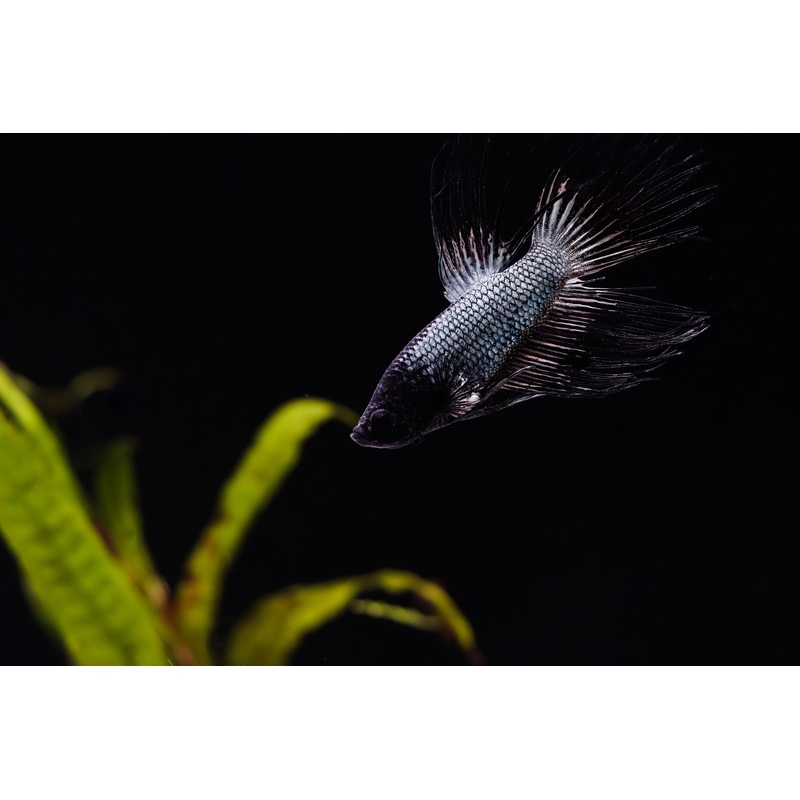 Super Black Crowntail Male Betta Fish