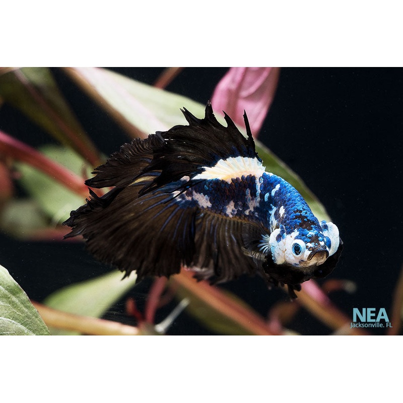 Super Half-moon Male Betta Fish