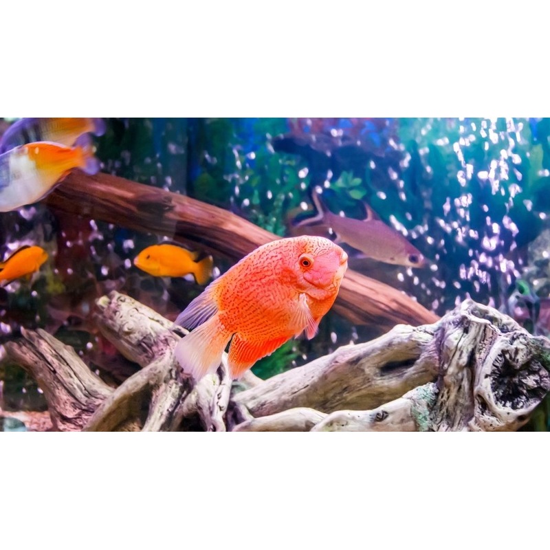 Super Red Severum Cichlid Juvenile