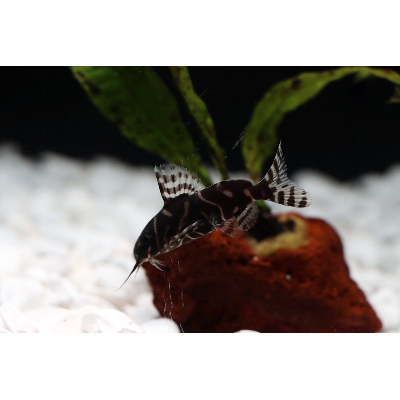 Synodontis Angelicus x Eupterus Catfish