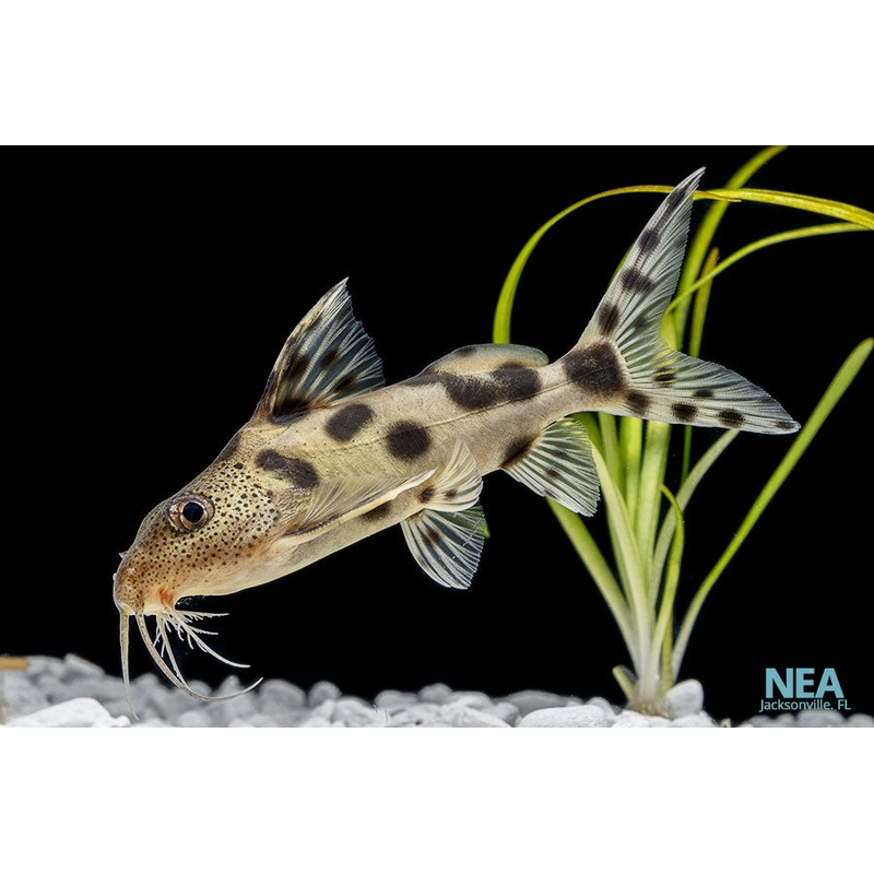 Synodontis Decorus Catfish