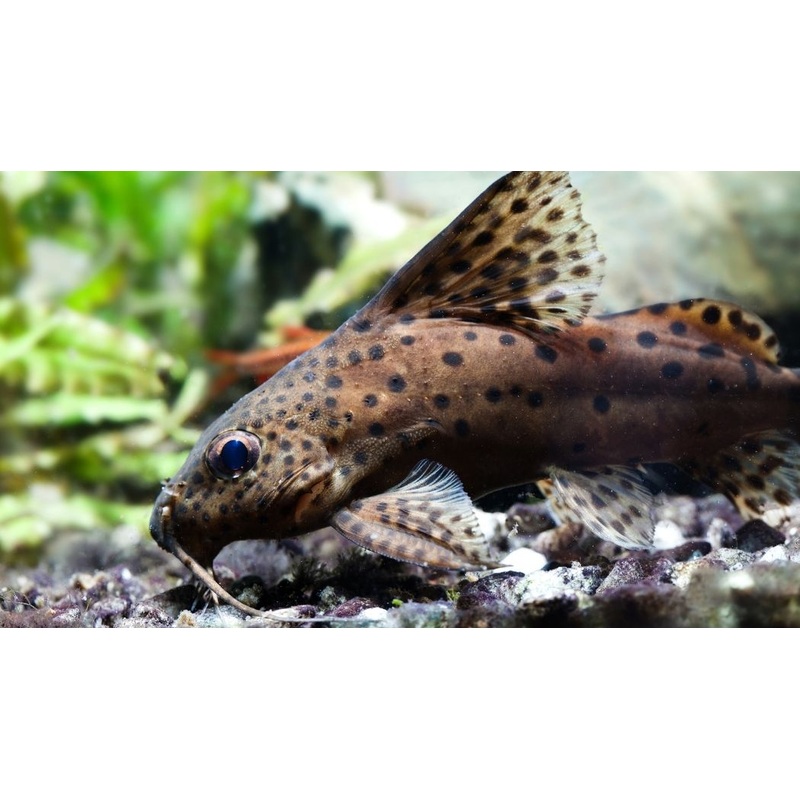 Synodontis Eupterus Catfish