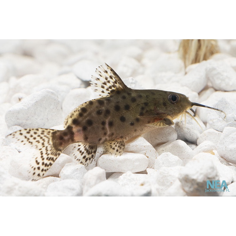 Synodontis Lace Catfish