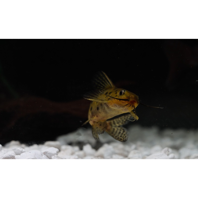 Synodontis Ocellier Catfish