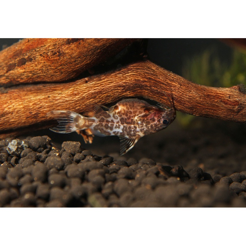 Synodontis  "Upside Down Catfish"