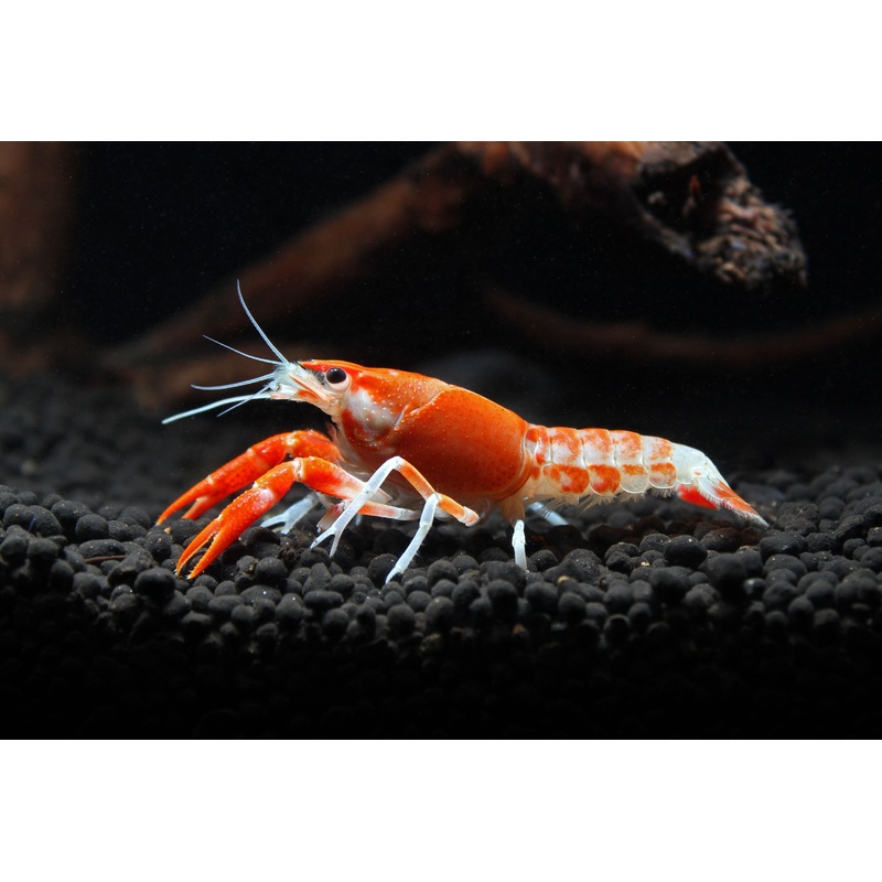 Tangerine Crayfish