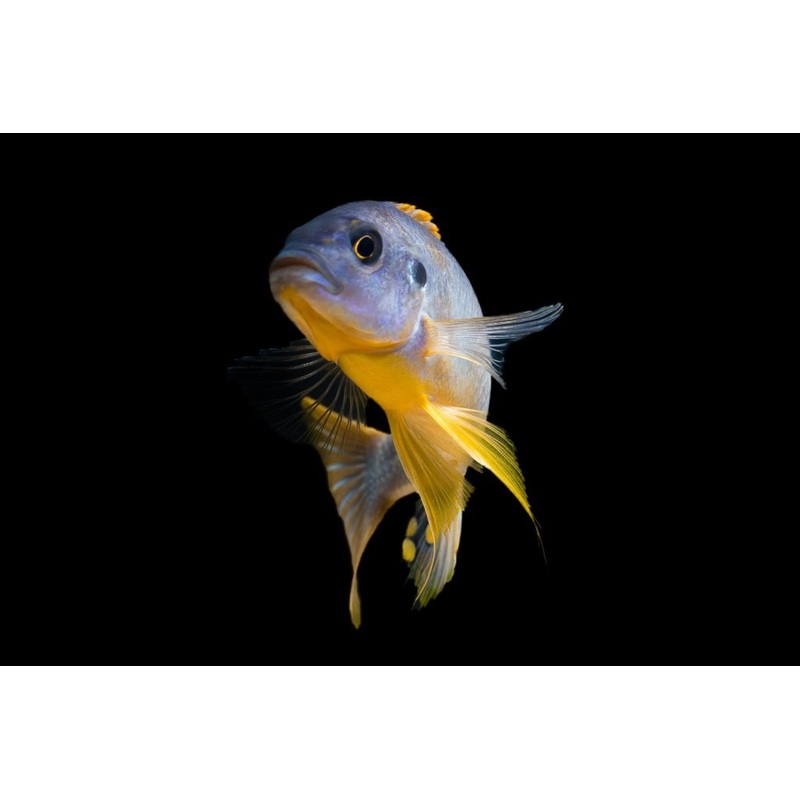 Thick Bar Cichlid