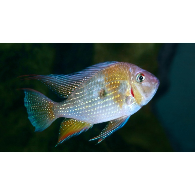 Threadfin Acara Cichlid
