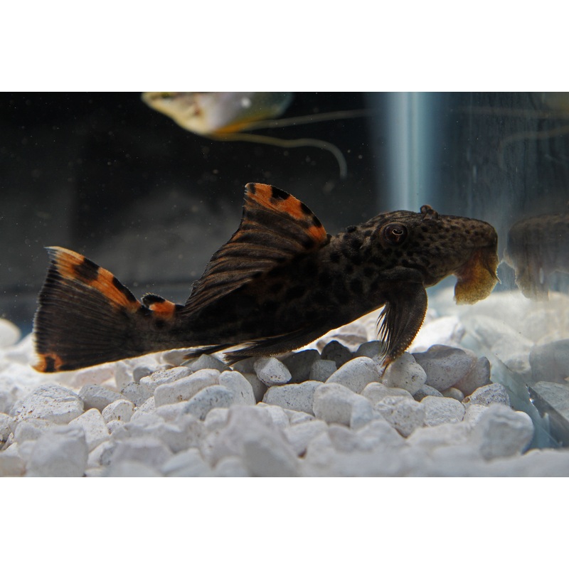 Three Beacon Plecostomus L091