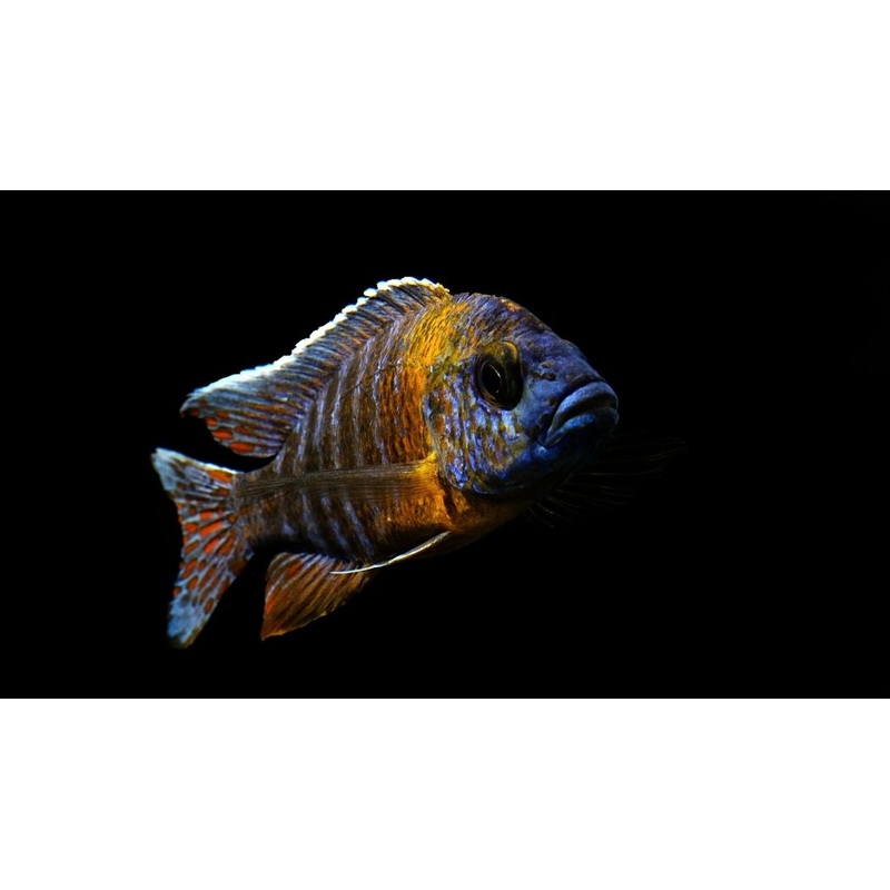 Tiger Haplochromis Cichlid