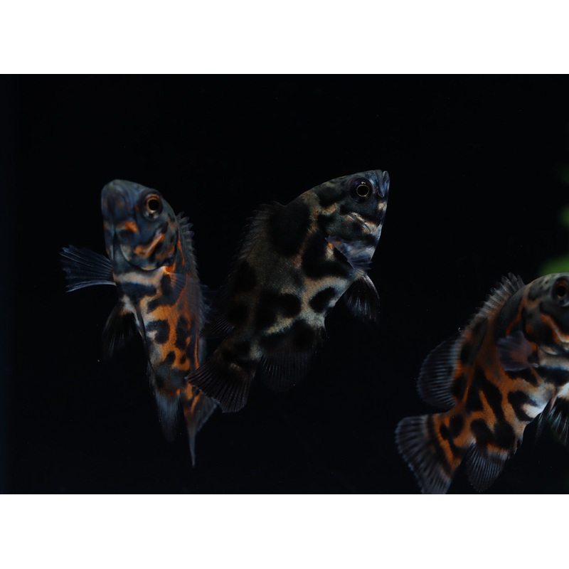 Tiger Oscar Cichlid