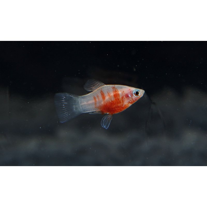 Tiger Platy