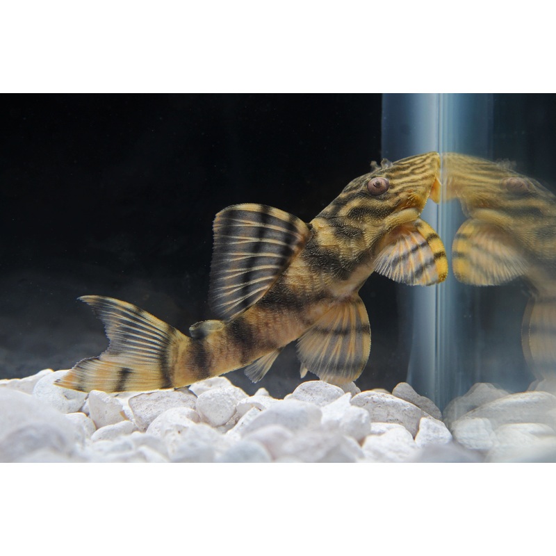 Tiger Plecostomus L-002