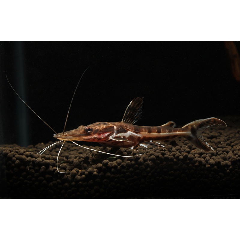 Tiger Shovelnose Catfish