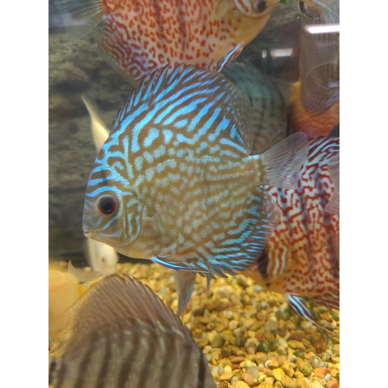Tiger Turquoise Discus