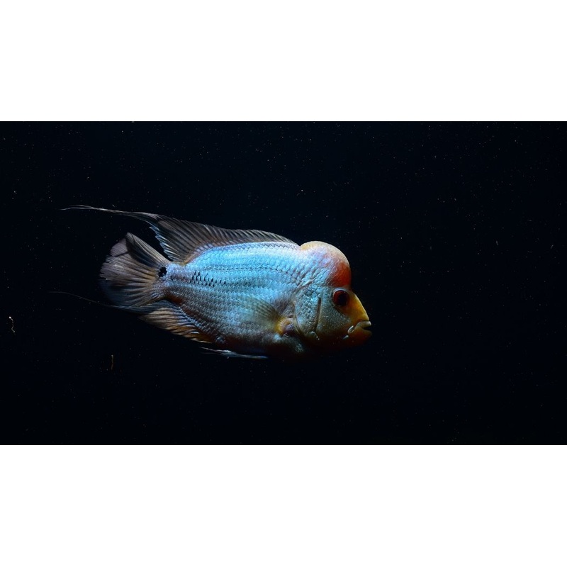 Titanium Flowerhorn Cichlid