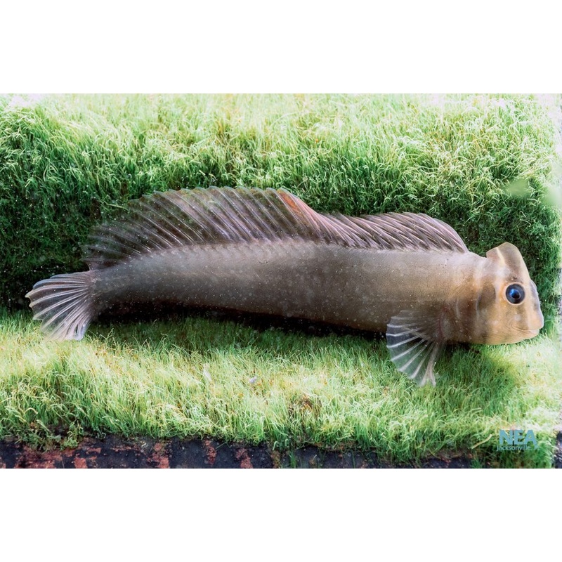 Top Hat Blenny