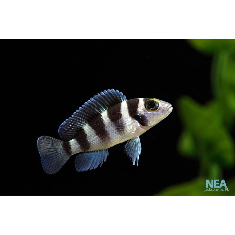 Tretocephalus Cichlid