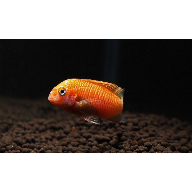 Tropheus Albino Moliro Tiger Cichlid