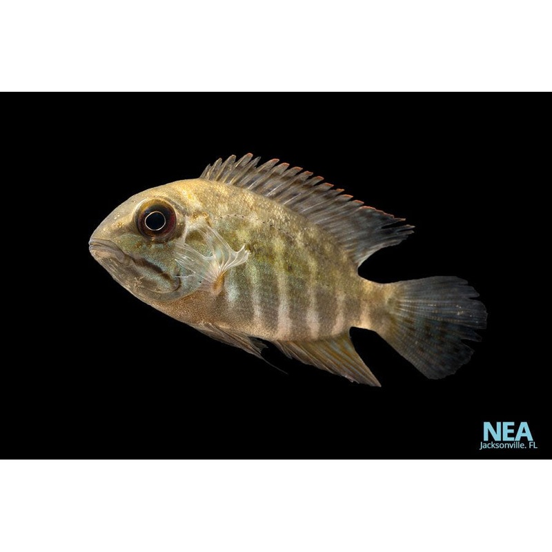 True Parrot Cichlid
