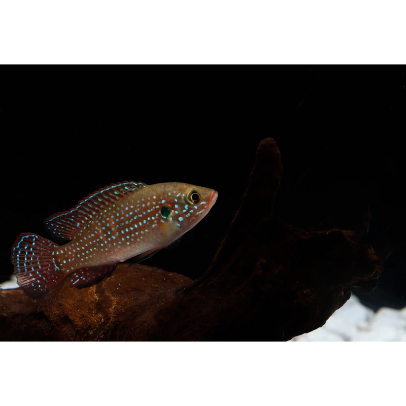 Turquoise Jewel Cichlid