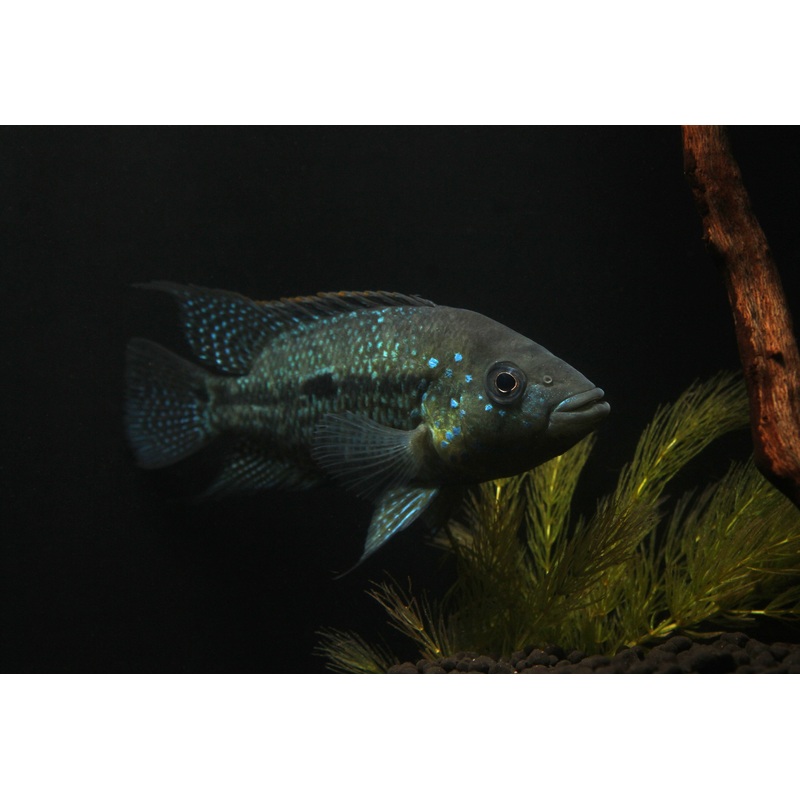 Umbriferum Cichlid