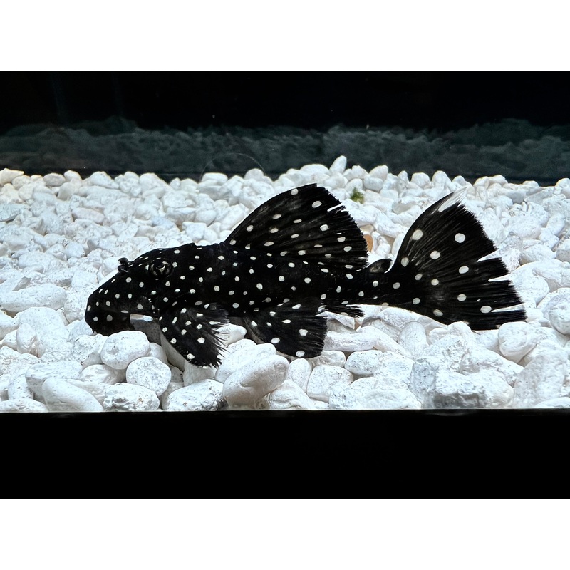 Vampire Plecostomus L-240