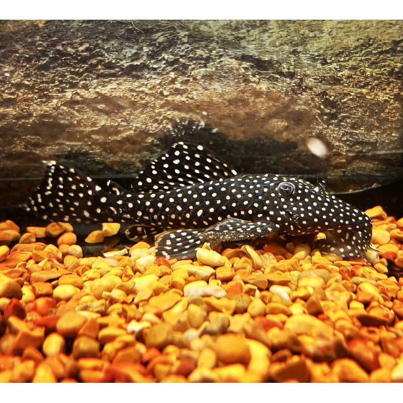 Vampire Plecostomus L029