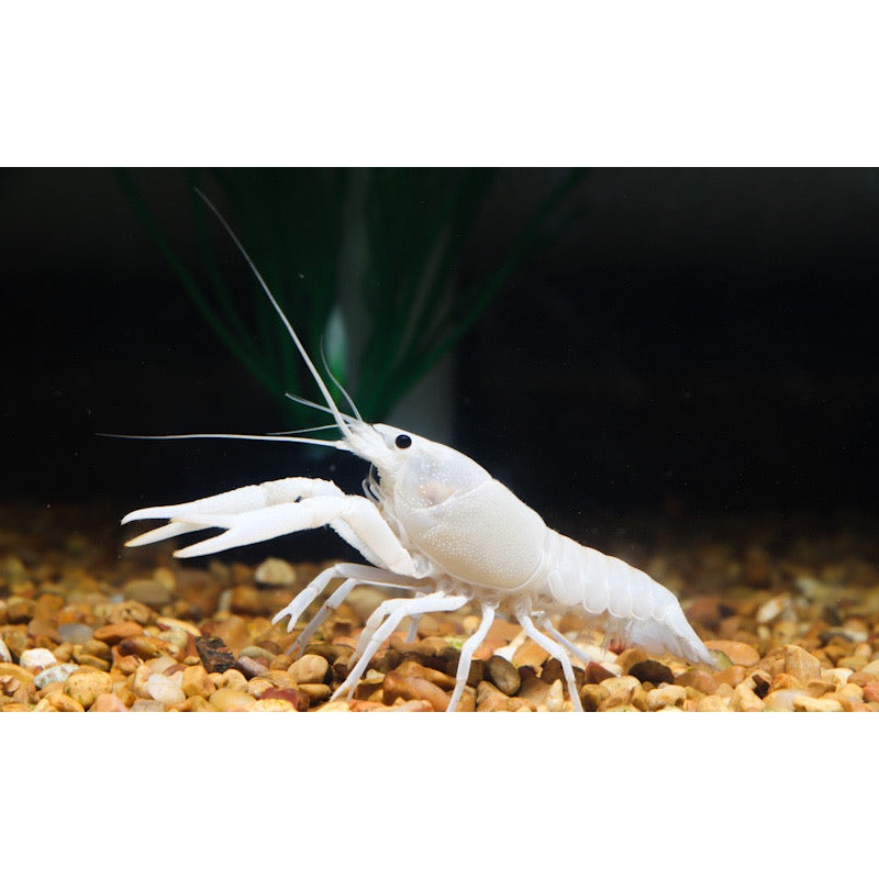 Vanilla Crayfish