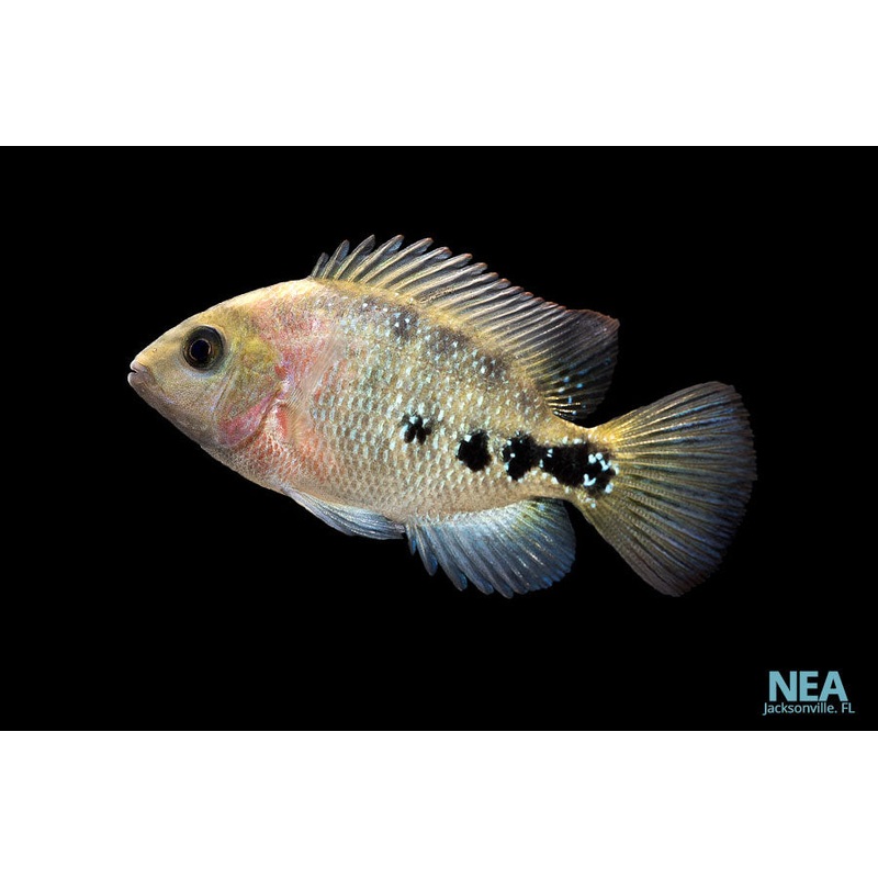 Vieja Synspilum Cichlid