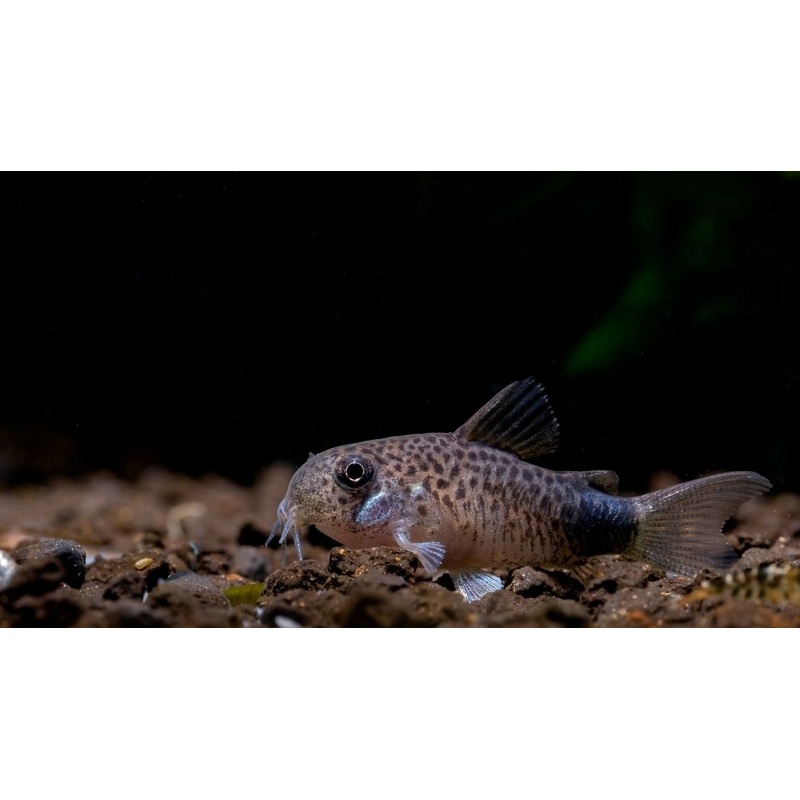 Violet Corydoras Catfish