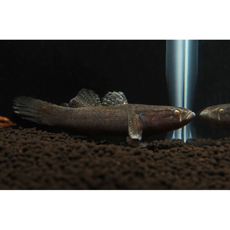Water Cow Goby Small