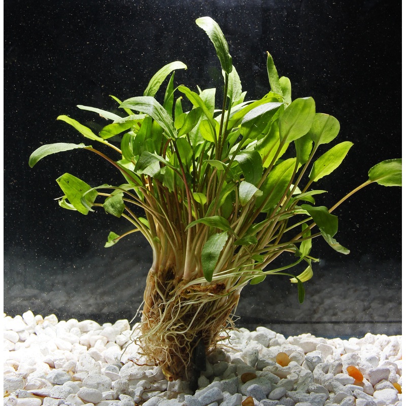 Wendtii "Green" Crypt