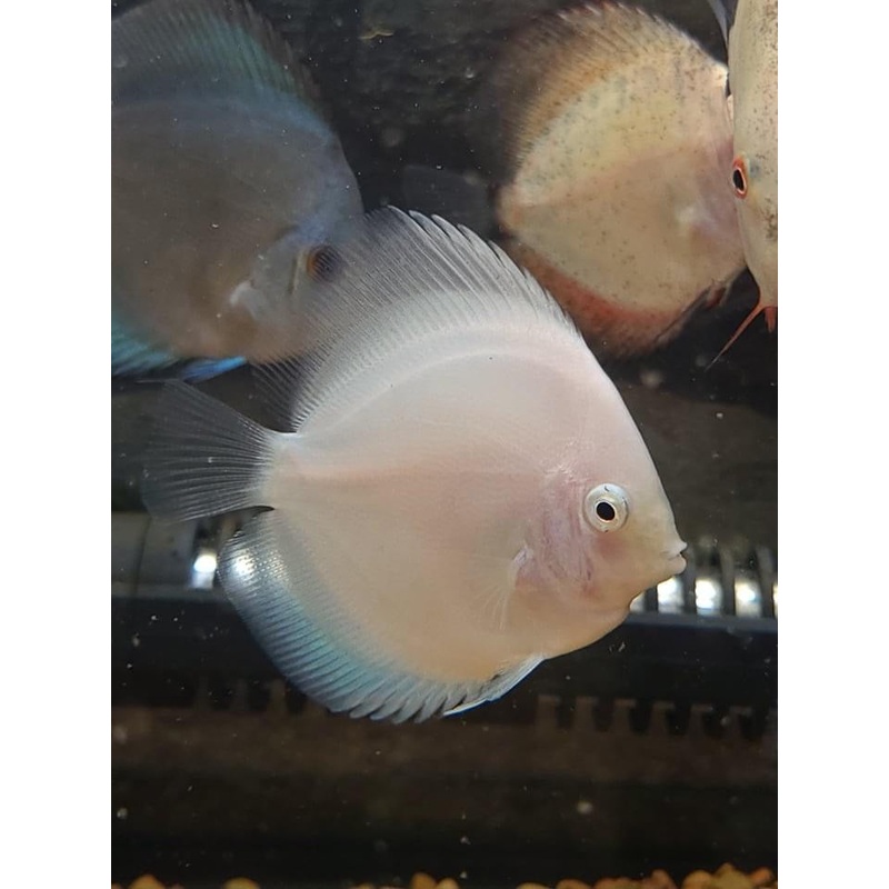 White Butterfly Discus